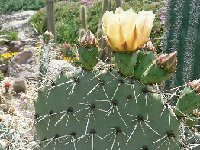 Opuntia engelmannii JLcoll.3566 (frost hardy) also by 100